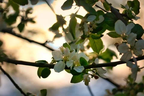 Apple blossoms on the branch of an apple tree. Evening mood with warm light Stock Photos