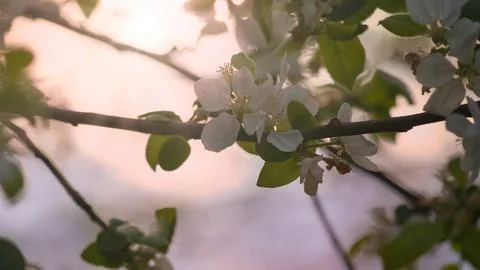 Apple blossoms on the branch of an apple tree. Evening mood with warm light Stock Photos