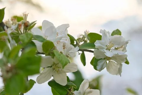 Apple blossoms on the branch of an apple tree. Evening mood with warm light Stock Photos