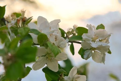 Apple blossoms on the branch of an apple tree. Evening mood with warm light Stock Photos