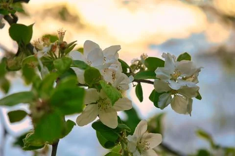 Apple blossoms on the branch of an apple tree. Evening mood with warm light Stock Photos