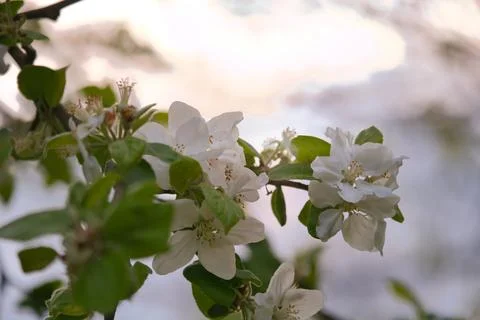 Apple blossoms on the branch of an apple tree. Evening mood with warm light Stock Photos