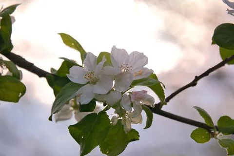 Apple blossoms on the branch of an apple tree. Evening mood with warm light Stock Photos