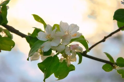 Apple blossoms on the branch of an apple tree. Evening mood with warm light Stock Photos