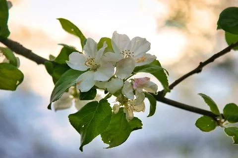 Apple blossoms on the branch of an apple tree. Evening mood with warm light Stock Photos