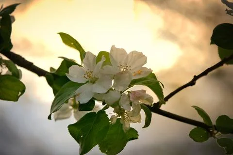 Apple blossoms on the branch of an apple tree. Evening mood with warm light Stock Photos
