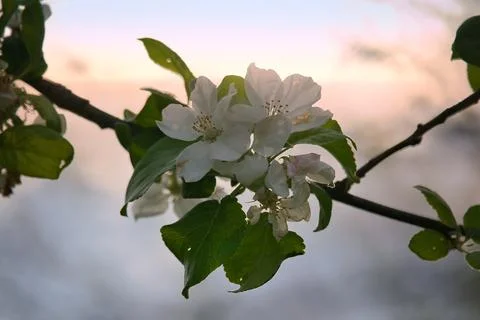 Apple blossoms on the branch of an apple tree. Evening mood with warm light Stock Photos