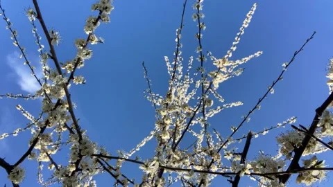 Apple blossoms, branches, and a blue sky background texture Stock Footage 332491680