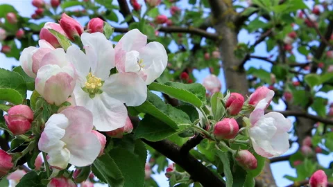 Apple blossoms with buds in spring Stock Footage 194784022