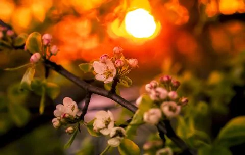 Apple blossoms close-up on the background of a red sunset Stock Photos
