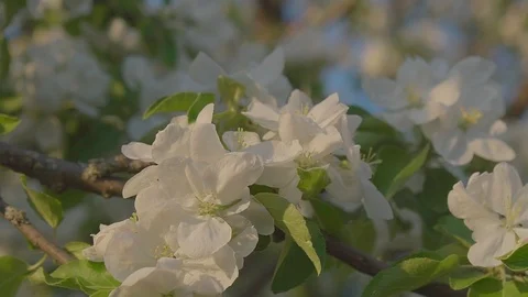 Apple blossoms close-up Stock Footage 89467636