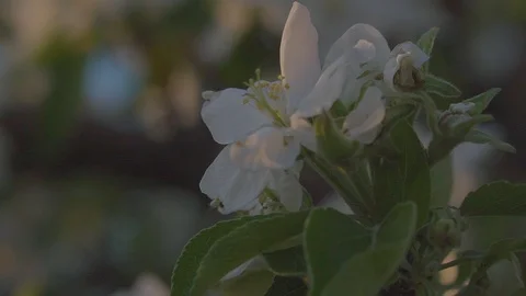 Apple blossoms close-up Stock Footage 89468397