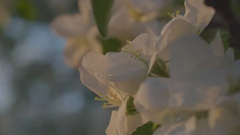 Apple blossoms close up. Stock Footage 89468438