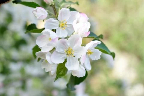 Apple blossoms close-up Stock Photos