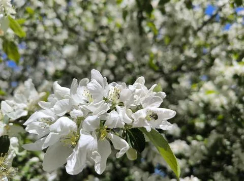 Apple blossoms close-up spring nature Stock Photos