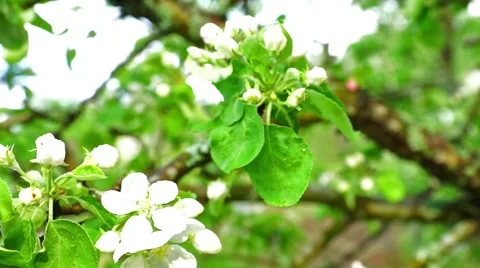 Apple Blossoms Closeup Stock Footage 45813819