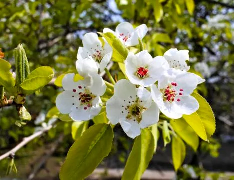 Apple blossoms closeup Stock Photos