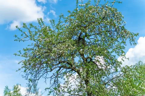 Apple blossoms in early spring Stock Photos