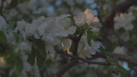 Apple blossoms in the evening Stock Footage 89468400