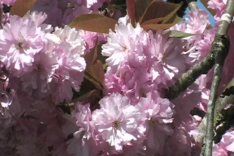 Apple blossoms 库存影片 306516