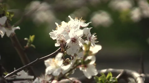 Apple blossoms Stock Footage 2923873
