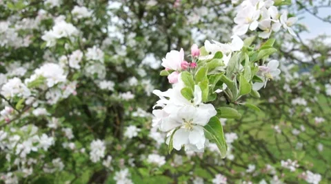 Apple Blossoms Stock Footage 7903659
