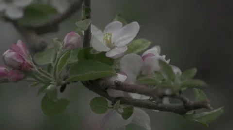 Apple Blossoms Vídeo Stock 24092983