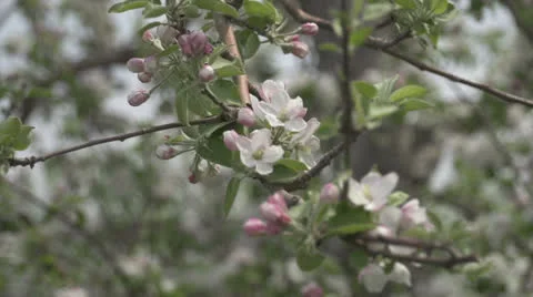 Apple Blossoms Vídeo Stock 24095060