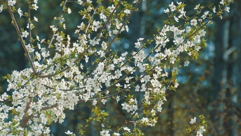 Apple blossoms Stock Footage 74224927