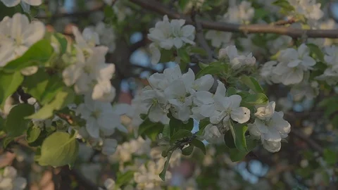 Apple blossoms. Stock Footage 89467582