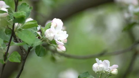 Apple Blossoms Vídeo Stock 90239686
