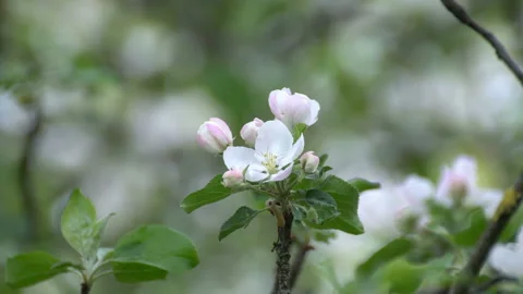 Apple Blossoms Video stock 90239688