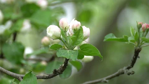 Apple Blossoms 動画素材 90239689