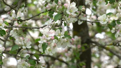 Apple Blossoms Video stock 90239702
