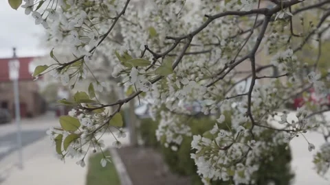 Apple blossoms Stock Footage 131263599