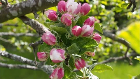 Apple blossoms Stock-Footage 131872363