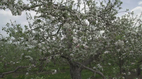 Apple Blossoms in full bloom! Vídeo Stock 24091681