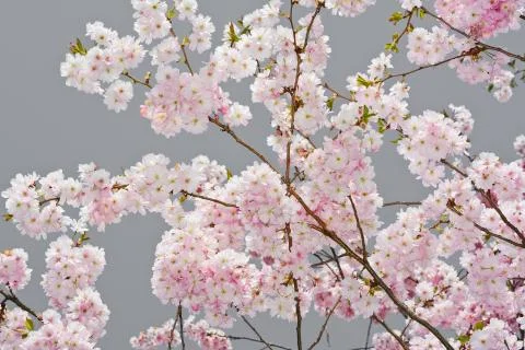 Apple blossoms on gray Stock Photos