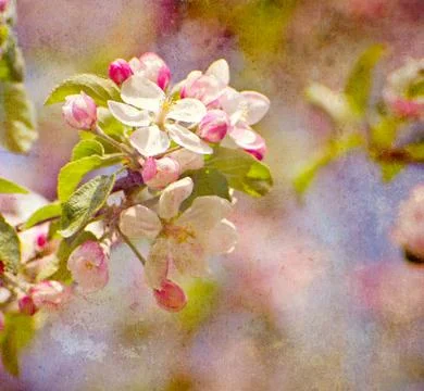 Apple blossoms, grunge. Stock Photos