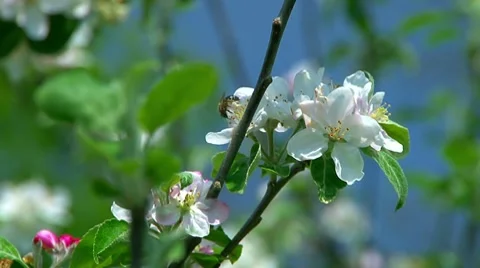 Apple blossoms-honey bee pollinating flower Stock Footage 7737076