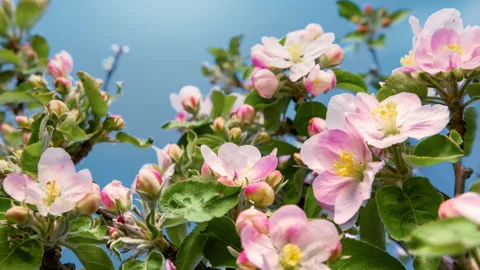 Apple blossoms opening, time lapse Stock Footage 231767177