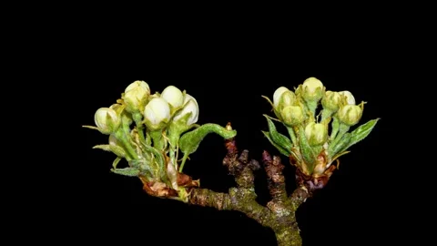 Apple blossoms opening time lapse Stock Footage 246785884