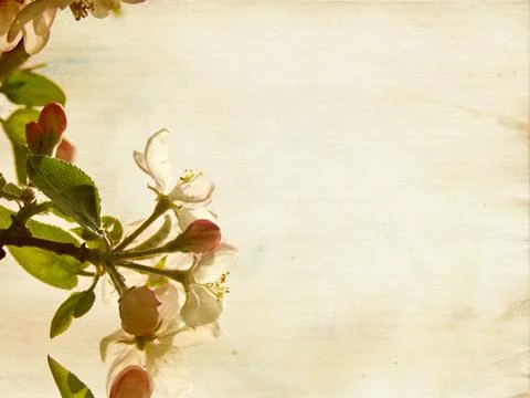 Apple blossoms on paper. Stock Photos