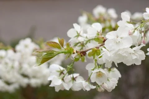 Apple blossoms Stock Photos