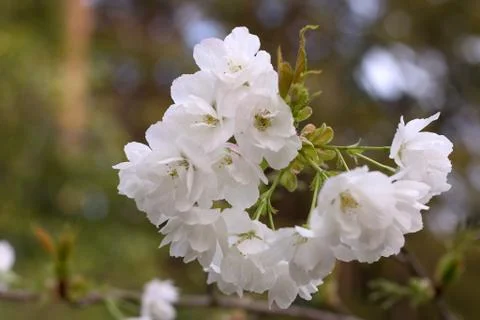 Apple blossoms Stock Photos