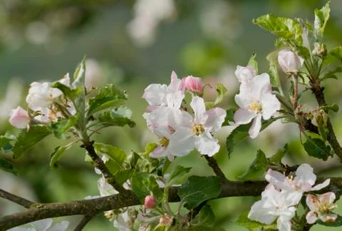 Apple Blossoms Stock Photos