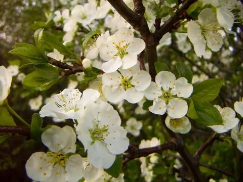 Apple blossoms Stock Photos
