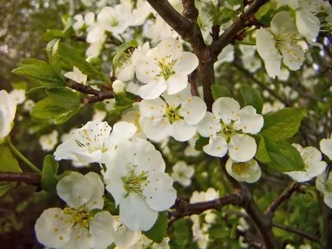 Apple blossoms Stock Photos