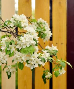 Apple blossoms Stock Photos