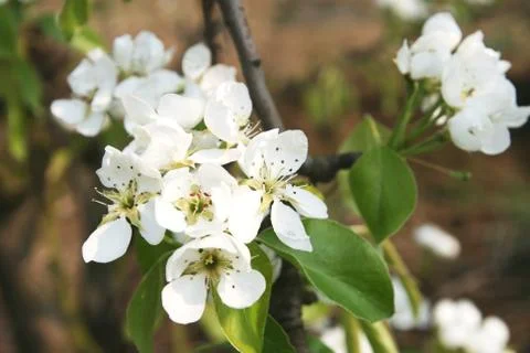 Apple blossoms Stock-Fotos